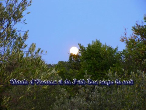 Chants d'oiseaux et du Petit-Duc scops la nuit