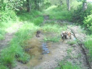 mes cockers en ballade