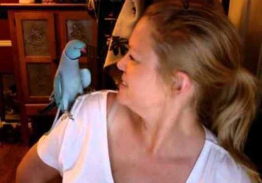 Cody the Talking Parrot Entertains His 'Mum'
