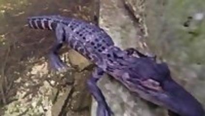 Face to Face With a Baby Alligator
