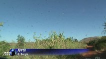 Madagascar: une pluie de pesticides pour lutter les criquets
