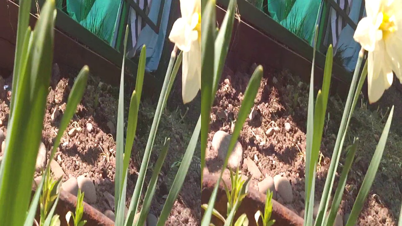 3D FullHD смородина