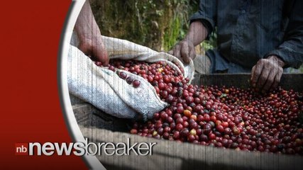 Coffee Prices to Rise as Fungus Destroys $1 Billion Worth of Beans in Latin America