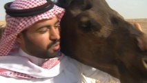 Spread of MERS in Saudi Arabia puts camel owners on defense