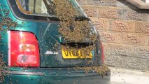 20,000 Bees Swarm Car in Portsmouth (George Heal)