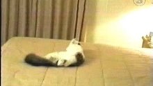 20060113155125