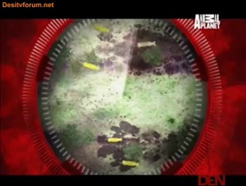 Natural Born Hunters 20th May 2014 Video Watch Online Pt3