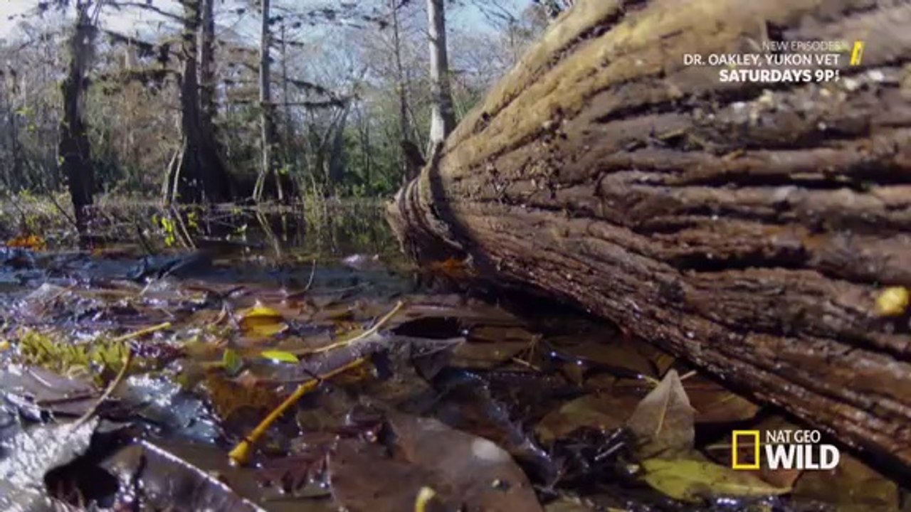 Florida Untamed -episode 1- Gator Country