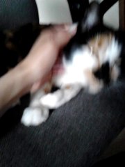 Lily the cross-eyed calico