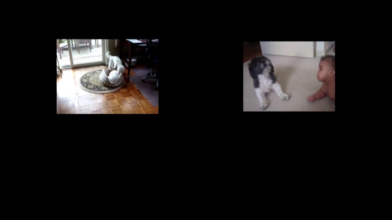 Puppy Vs. Doorstop