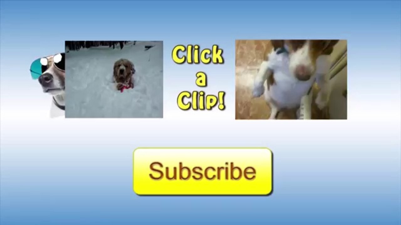 Puppy Vs. Bag Of Marbles