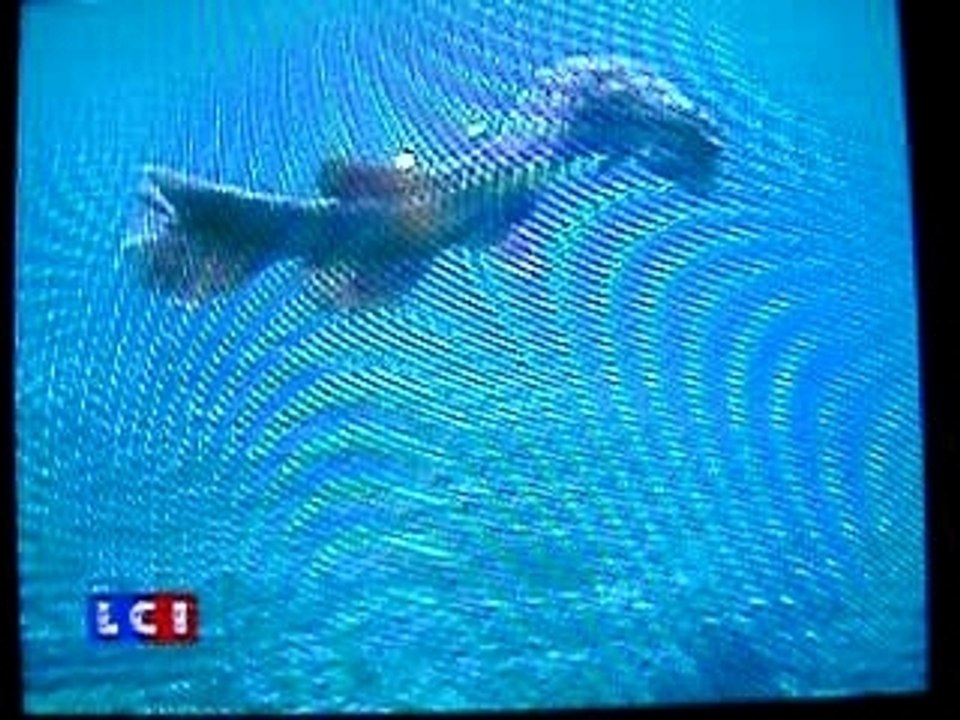 Chlamydoselachus anguineus