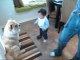 Baby making interesting conversation with dog [Original] -- so funny, dog and baby