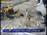 Otobüs Yolu Gözleyen Kediler