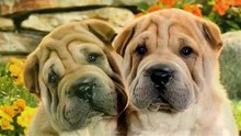 Dogs Morphing