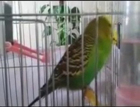 İhlas Suresi Okuyan Muhabbet Kuşu