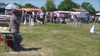 Eclipse, un CRAZY PINK TERRIER Sélectif Trophée Ouest 2014