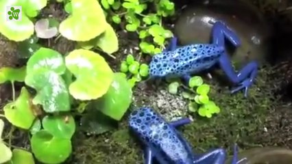 The Poisonous Dart Frog - Blue Frog