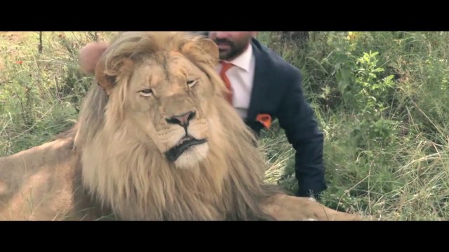 Jouer au foot avec des Lion... Dingue!