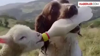 Süt Anneliği