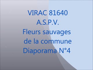 fleurs sauvages de virac 4