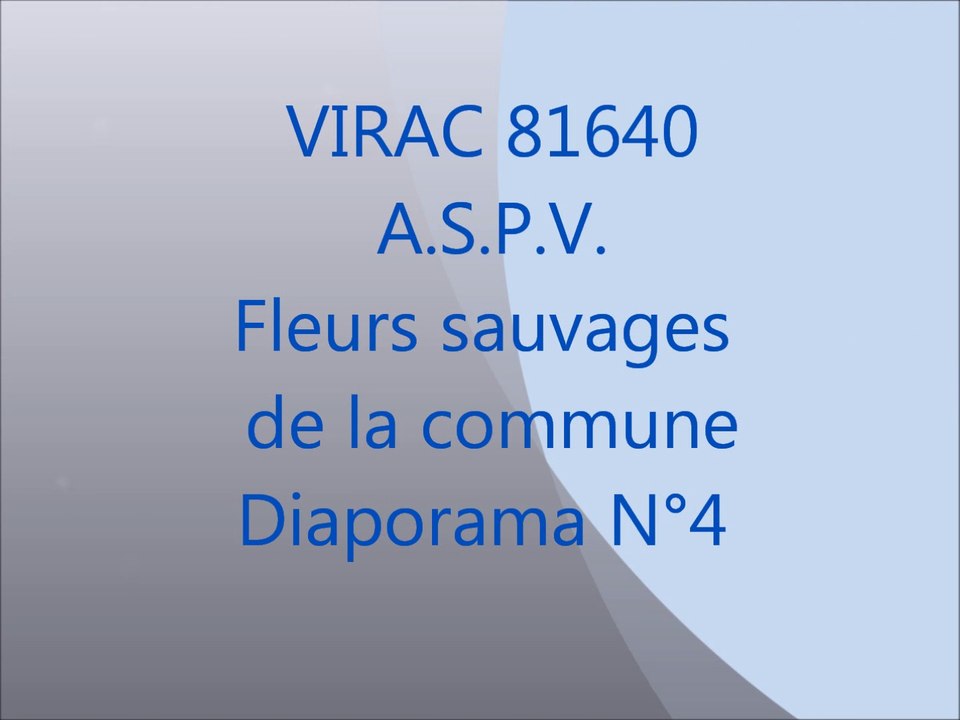 fleurs sauvages de virac 4