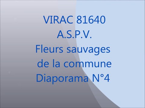 fleurs sauvages de virac 4