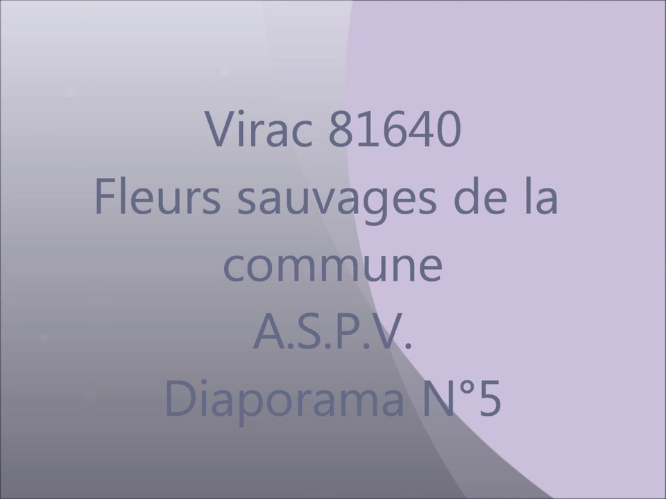fleurs sauvages de Virac 5