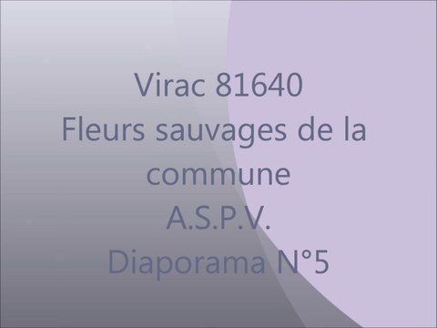 fleurs sauvages de Virac 5