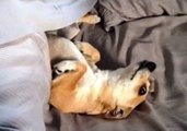Sleepy Dog Refuses to Get Out of Bed