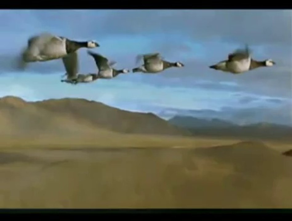 Zulfu Livaneli   Bulut mu olsam