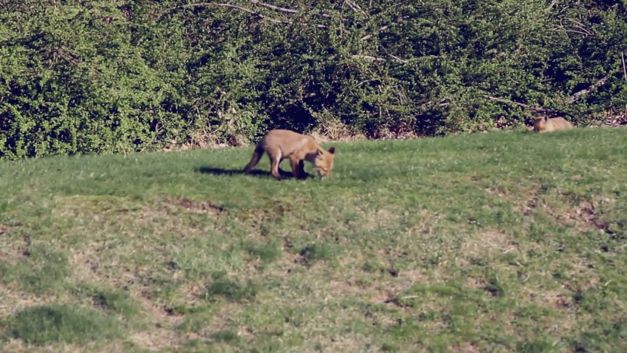 Baby foxes playing