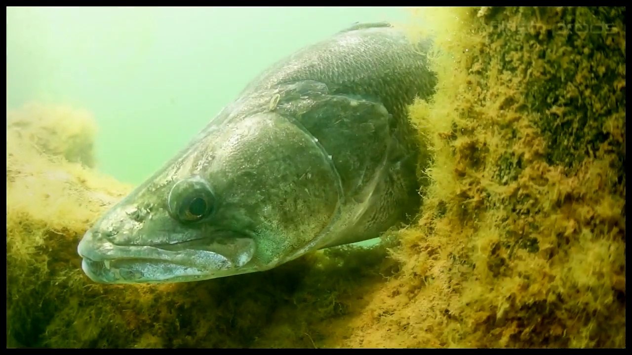 Poissons Sauvages 8