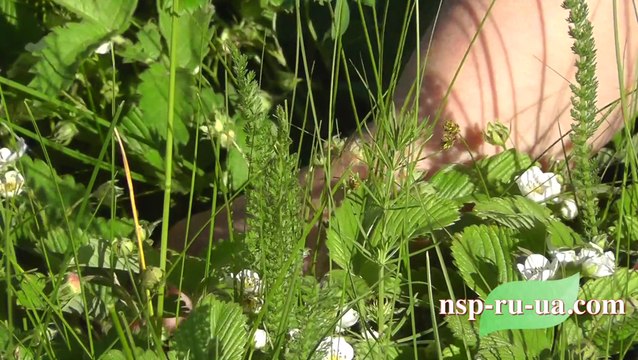 Рецепт травяного чая из листьев земляники