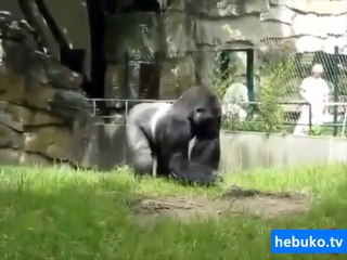 gürültüye katlanamayan gorilin tepkisi! çok haklı yaaa:)