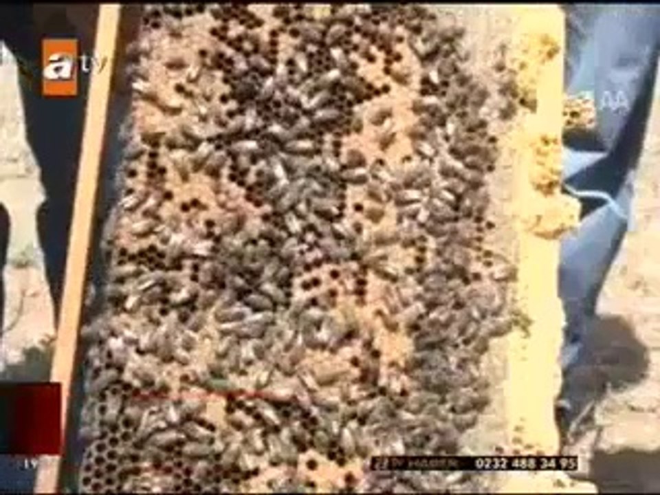 PROPOLİS_in Kanserli Hücredeki Etkisi www.sivaspropolis.com