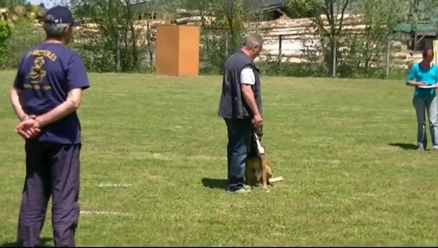 Gadjo, Berger Belge Malinois, Brevet d'Obéïssance