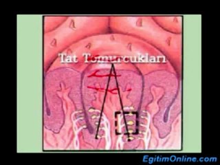 DİL VE TAT ALMA OLAYI