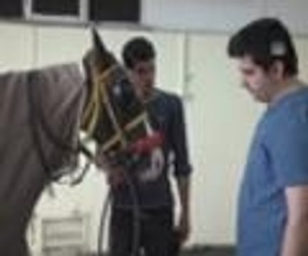 Yarış atlarına özel hastane