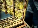 Plastik Ana Arı Çiftleştirme Kutusu