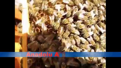 Anadolu Ana Arısı