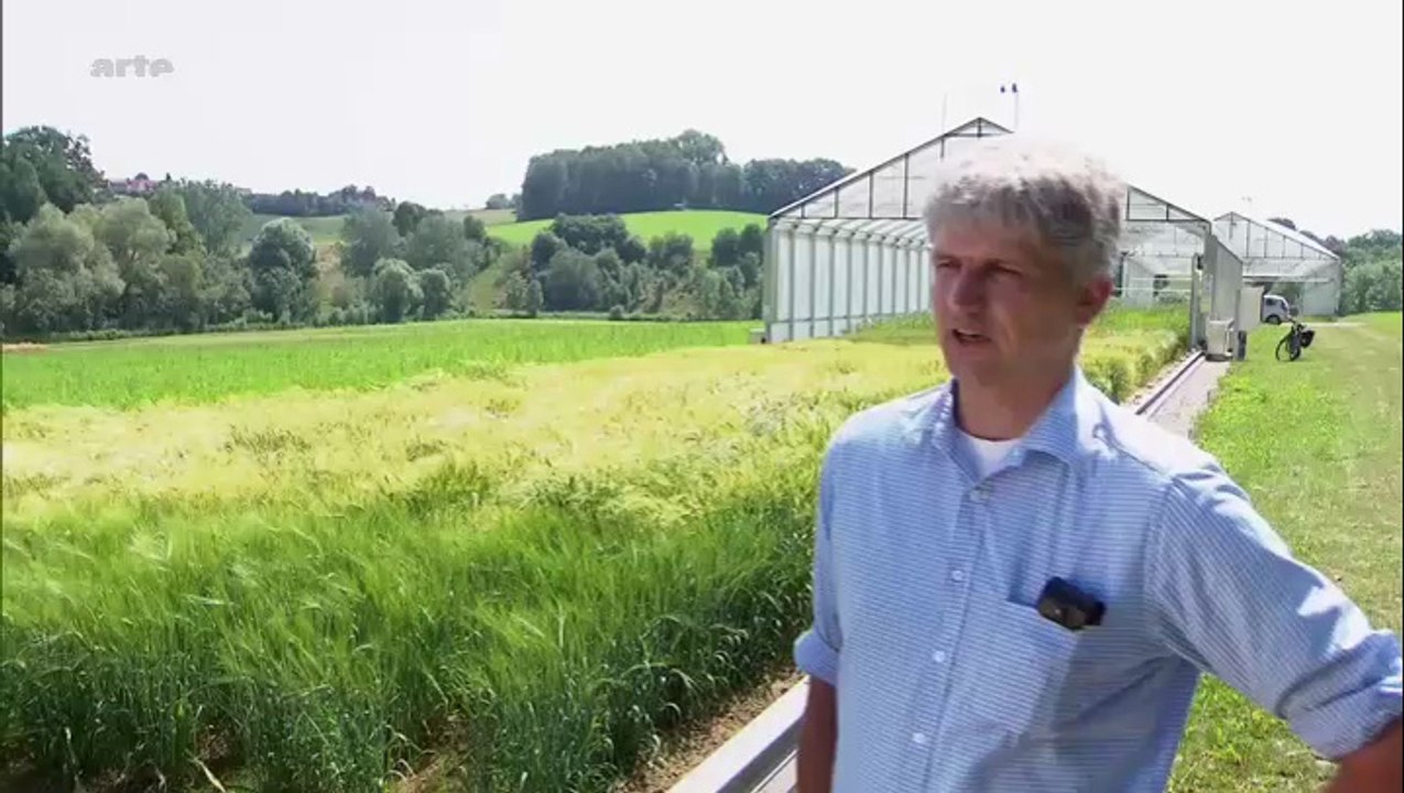 Le blé et le climat