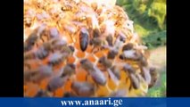 Kafkas Ana arısı video