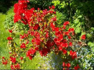 AAA - Rando 12 km Aigrefeuille - St Fiacre