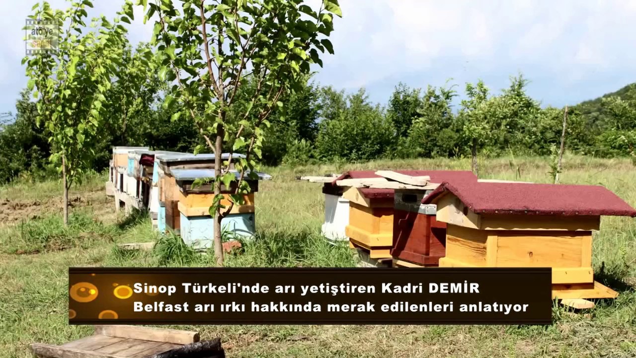 Belfast Ana arıs video