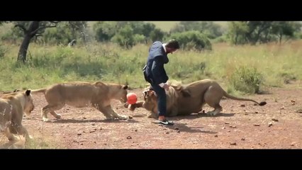 Quand des Lions jouent... au foot !