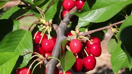 Vaucluse : cette nouvelle variété de cerise qui fait saliver