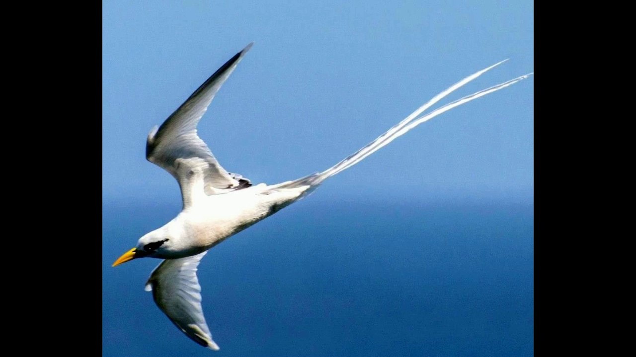 2 SEGAS LONTAN SOUVENIRS