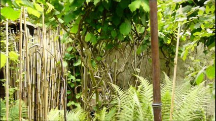 La petite Forêt  de Sculptures-Vivantes