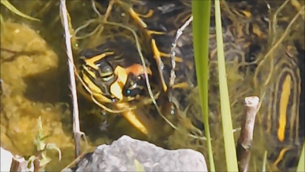 tortuedans le bassin